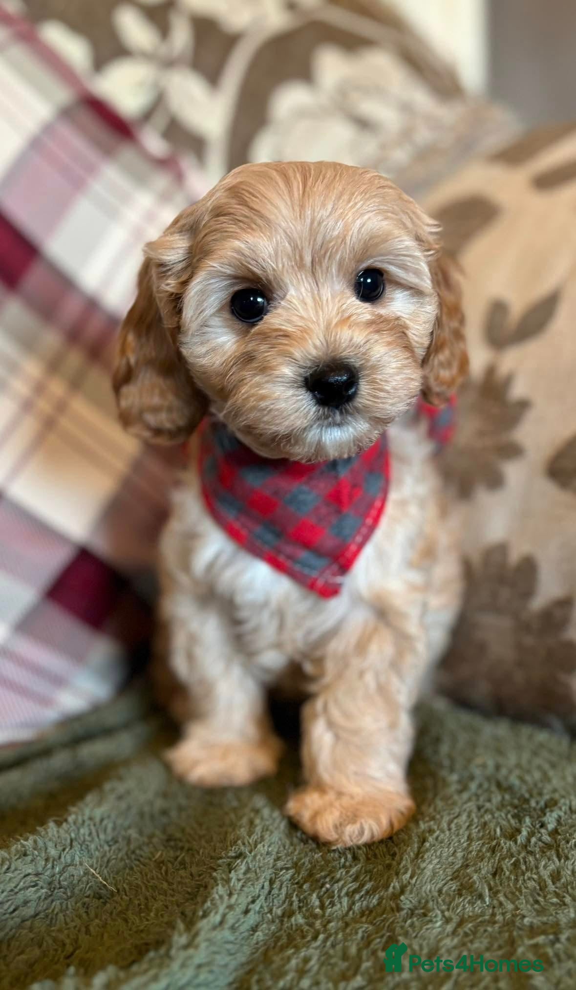 Cavapoo dogs F1b Cavapoo litter due - Advert 1