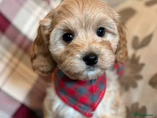 Cavapoo dogs F1b Cavapoo litter due - Advert 1