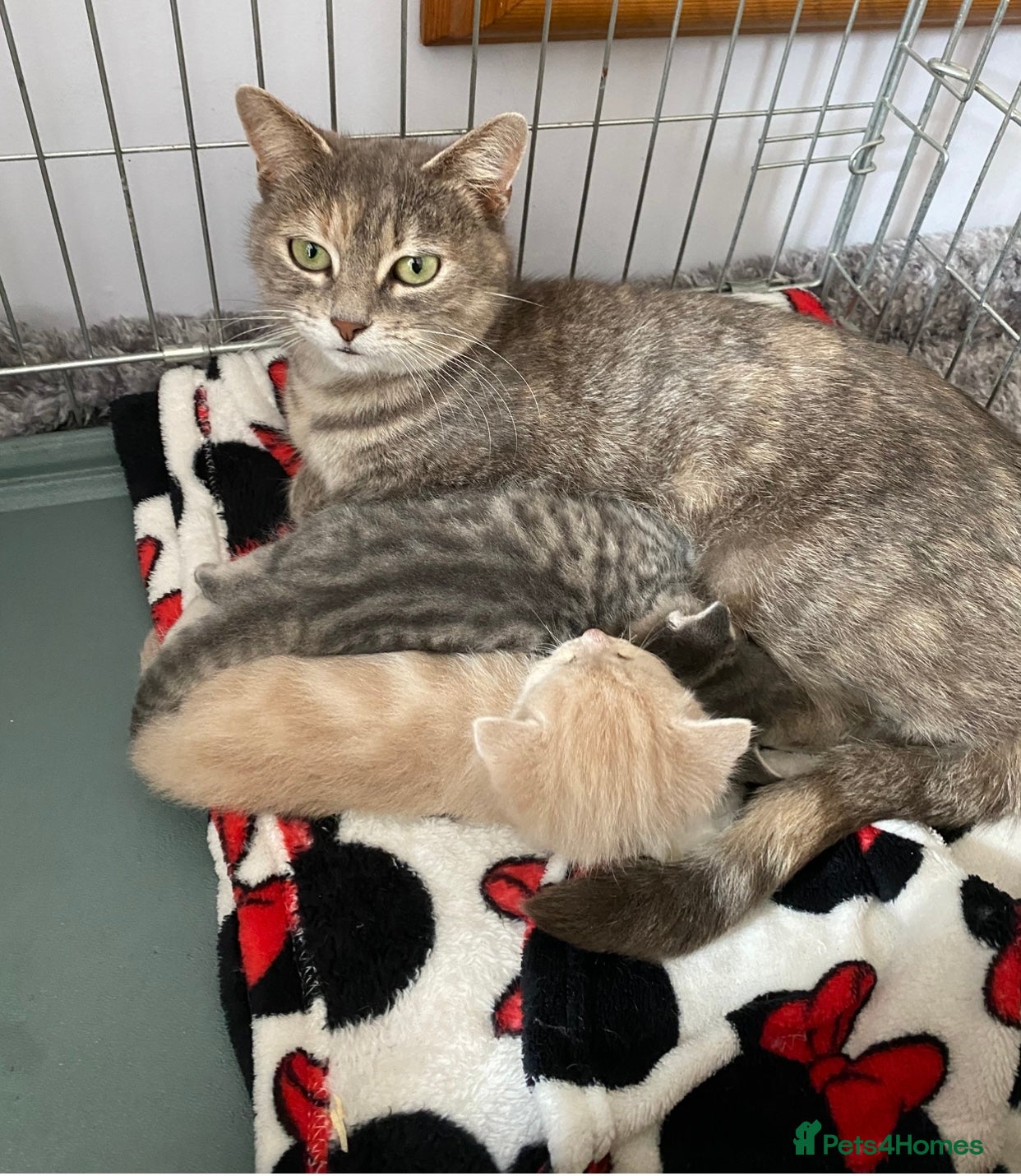 Mixed Breed cats Gorgeous part BSH kittens - Advert 1