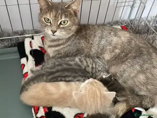 Mixed Breed cats Gorgeous part BSH kittens - Advert 6