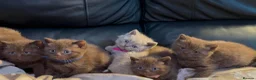British Shorthair cats for sale: Stunning chocolate kittens available  - Advert 9