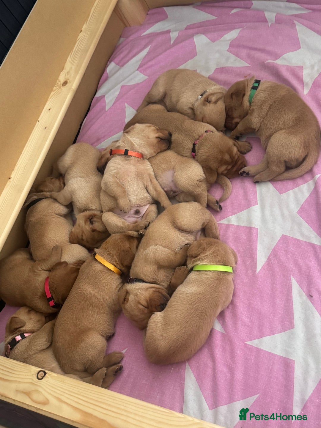 Labrador Retriever dogs for sale: Fox Red litter born 5th August - Image 1