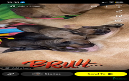 Mixed Breed dogs for sale: Beautiful Puppies For Sale!!! - Image 2