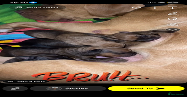 Mixed Breed dogs Beautiful Puppies For Sale!!! - Advert 4