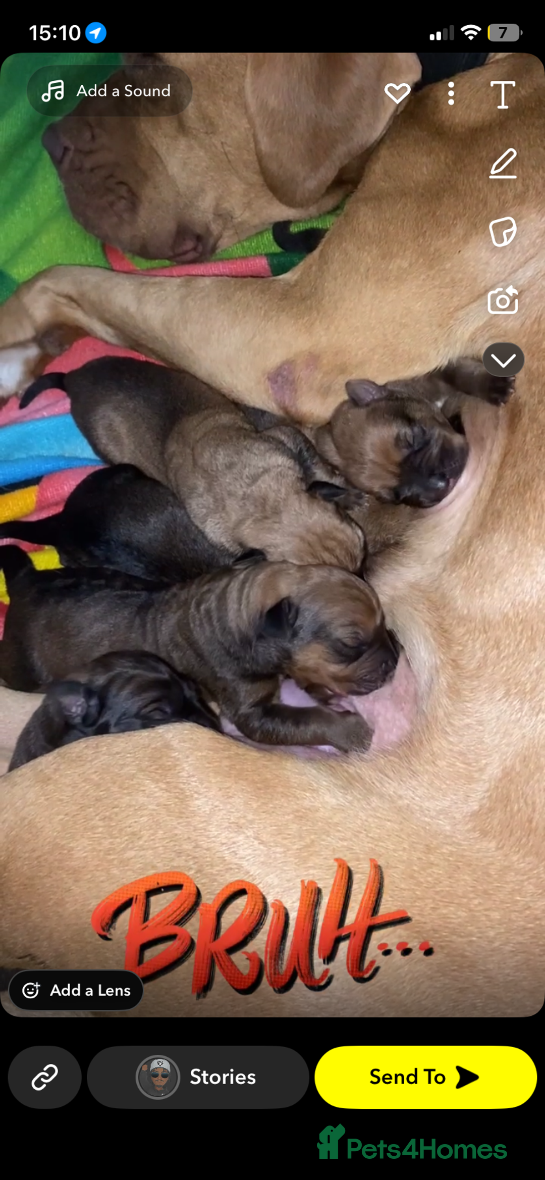 Mixed Breed dogs for sale: Beautiful Puppies For Sale!!! - Image 2