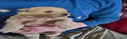 Maltipoo dogs for sale: ONLY 1 girl left READY NOW - Advert 21
