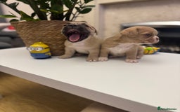 Mixed Breed dogs for sale: Beautiful French Bulldog x Shih Tzu Pups  - Image 4