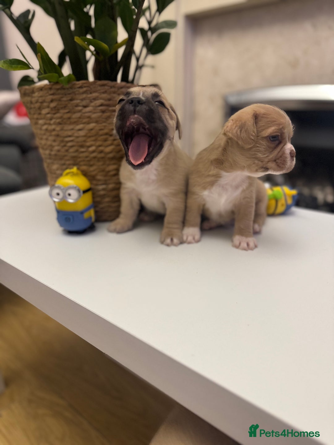 Mixed Breed dogs for sale: Beautiful French Bulldog x Shih Tzu Pups  - Image 4