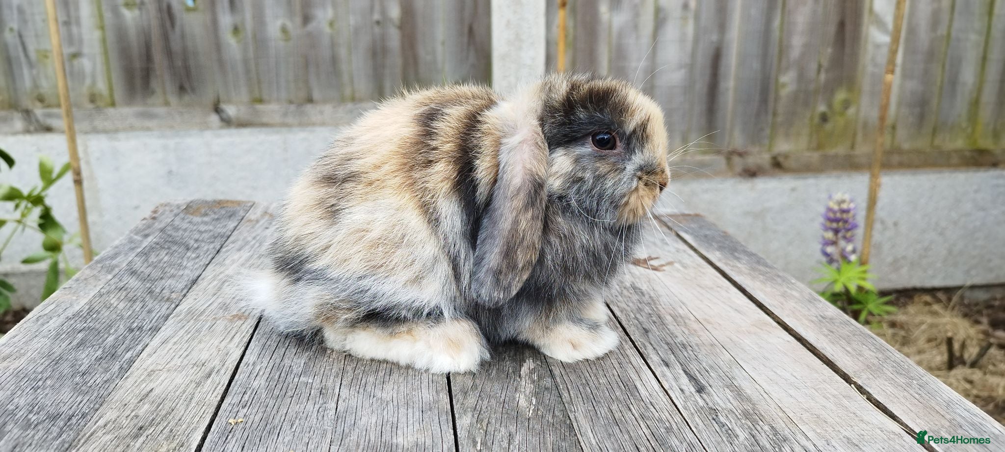 Mini Lop rabbits Mini Lop bunnies  - Advert 14