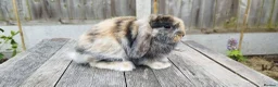 Mini Lop rabbits for sale: Mini Lop bunnies Pure Breed  - Advert 23