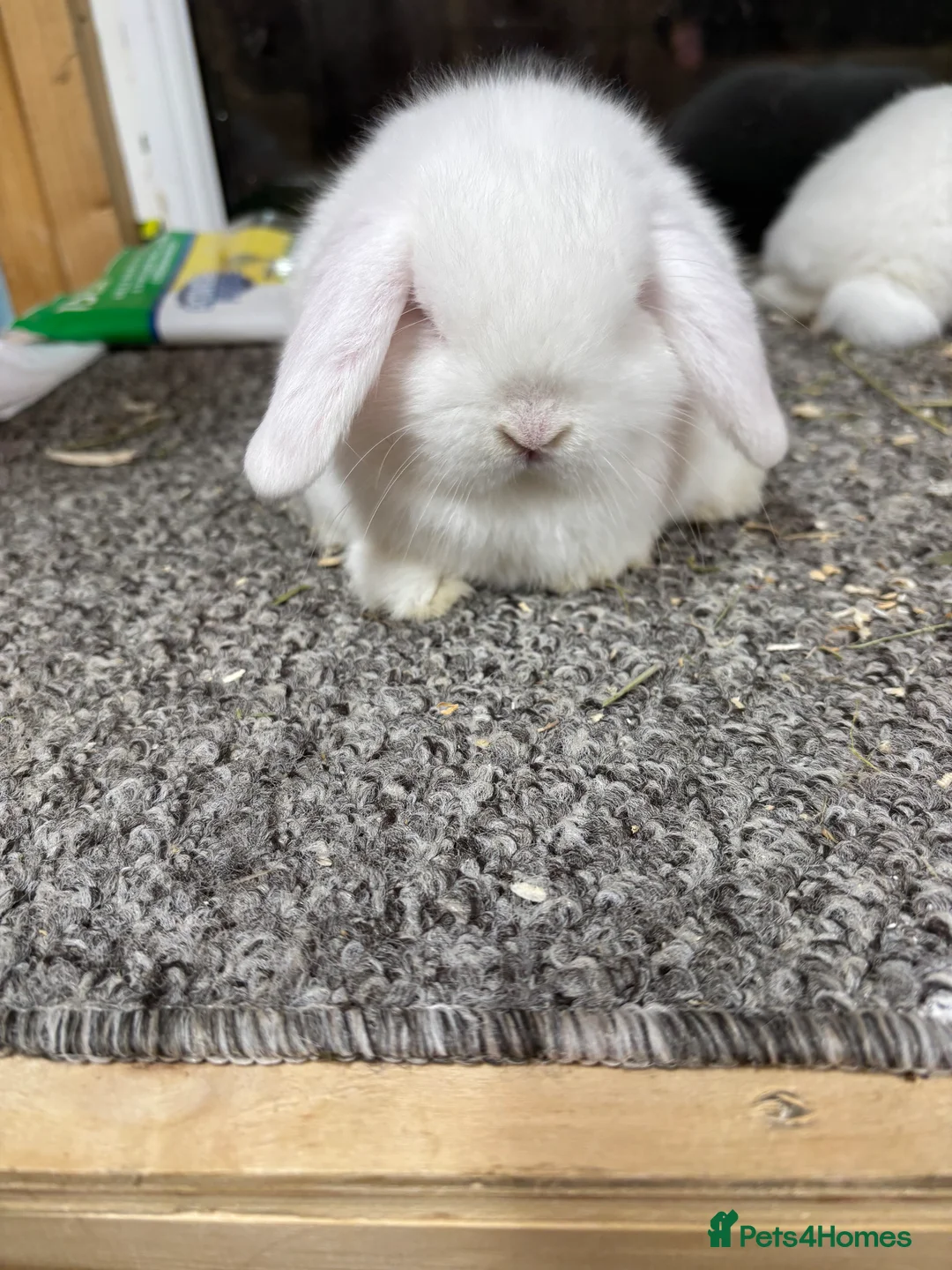 Mini Lop rabbits for sale: Baby Minilop BRC rung and Vaccinated  - Advert 4