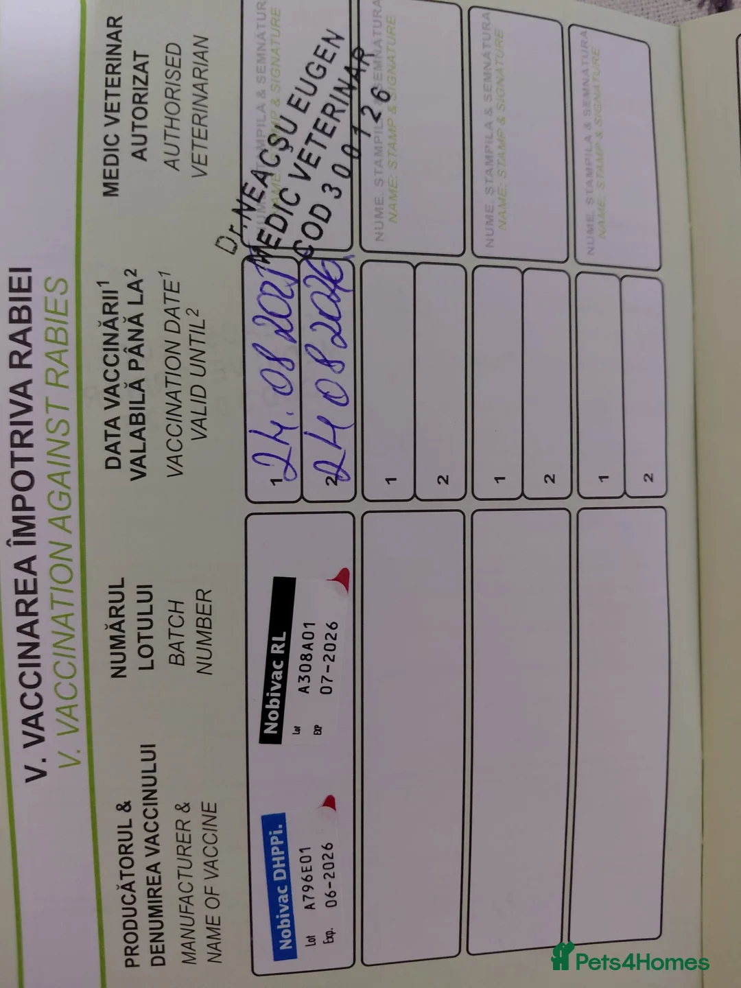 Mixed Breed dogs for adoption: OZZY, a Lovely Puppy Boy - for a Loving Home - Advert 28