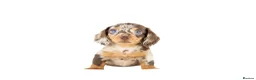Miniature Dachshund dogs for sale: Kc reg miniature dachshunds  - Advert 21