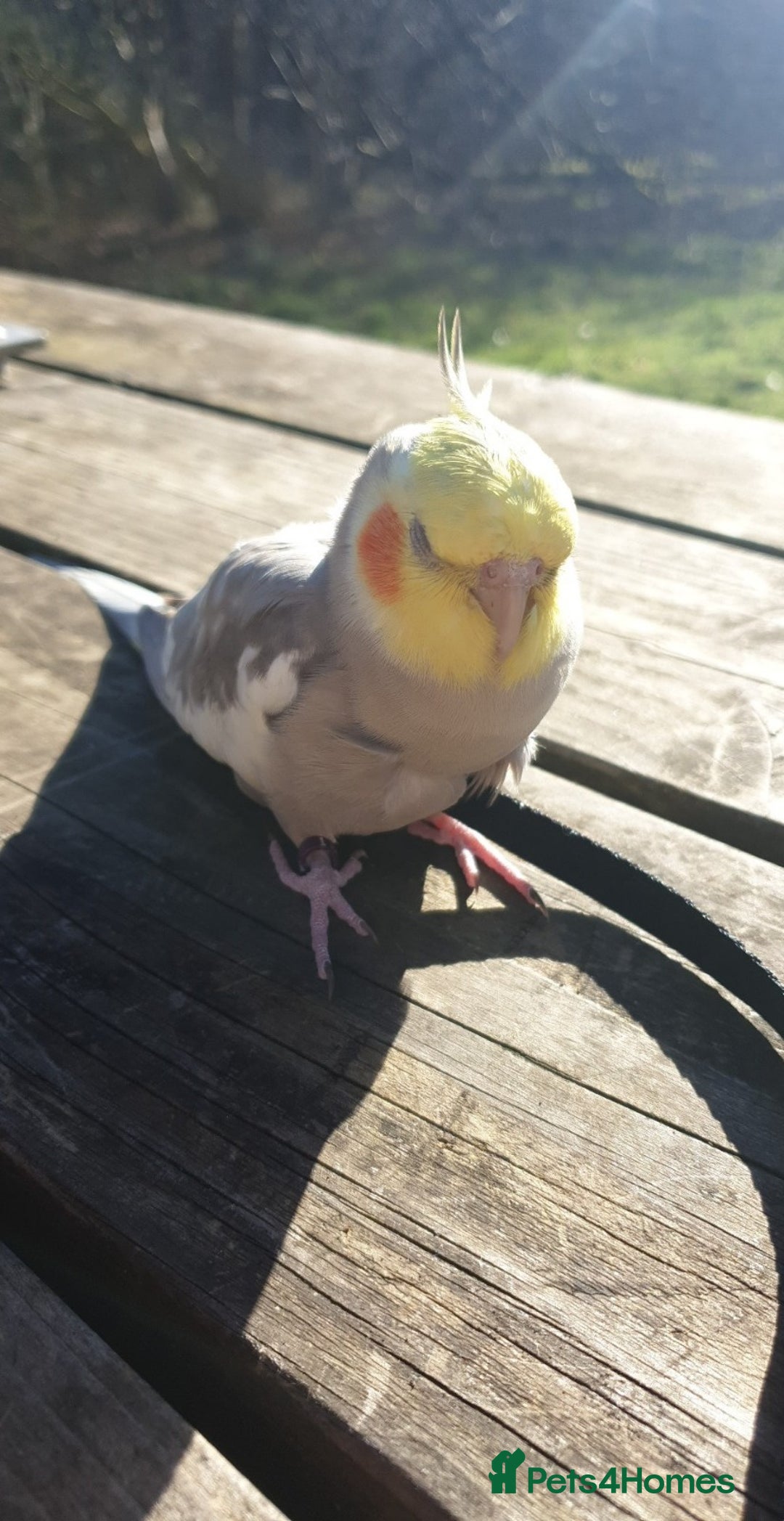Cockatiels birds for sale: Hand reared male cinnamon cockateil  - Advert 13
