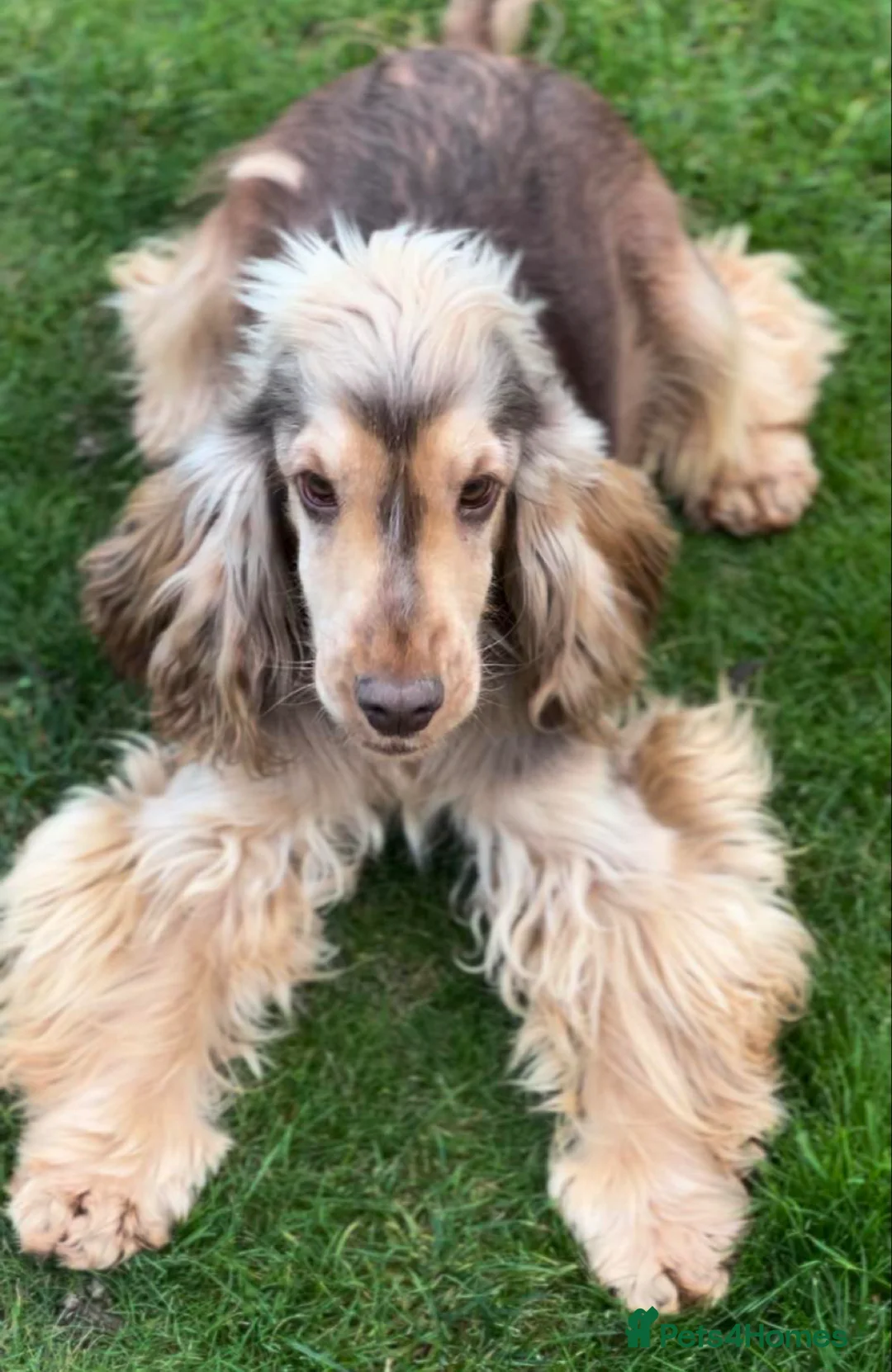 Cocker Spaniel dogs for sale: Sable Show Cocker Spaniels  - Advert 7