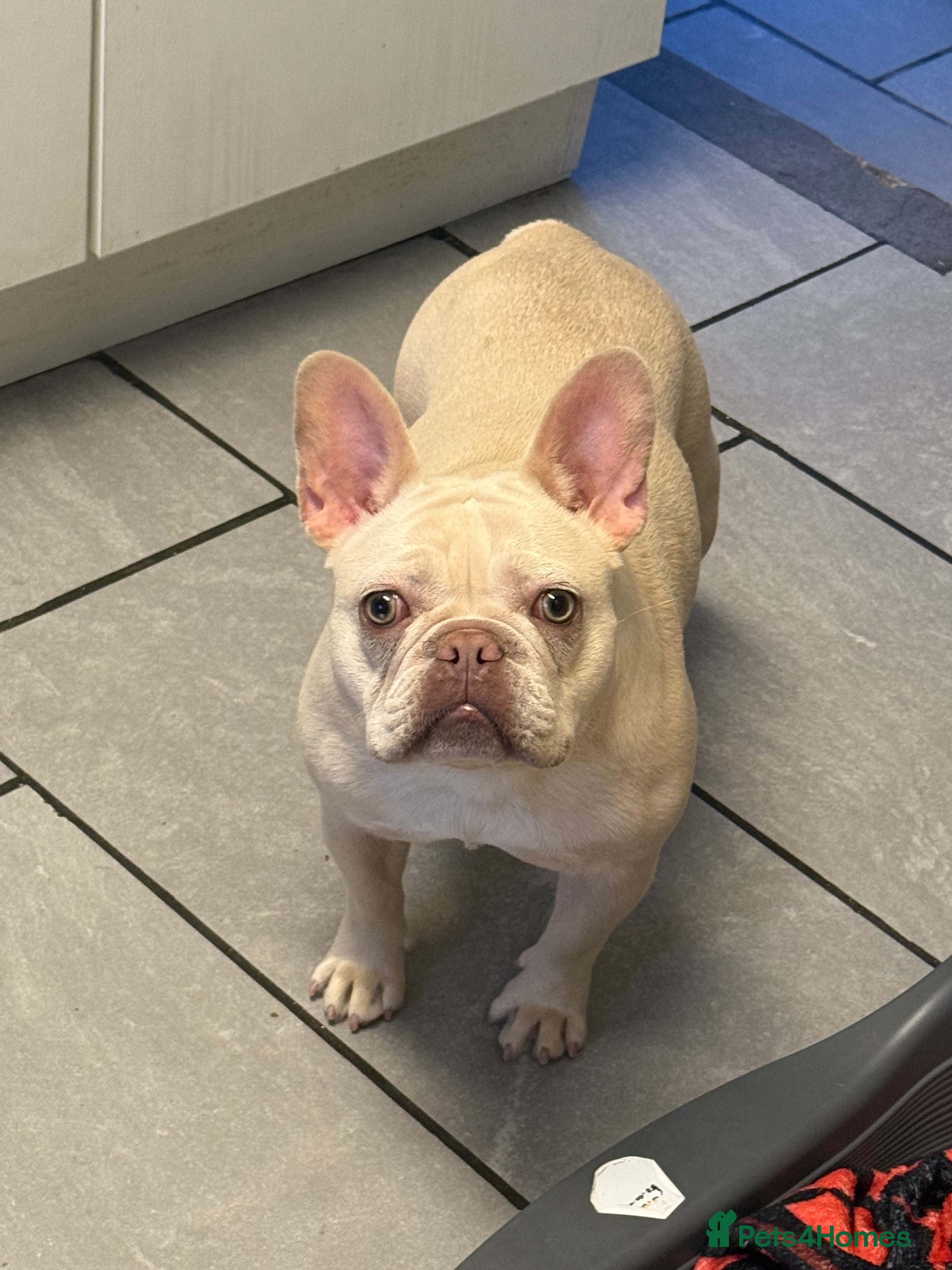 French Bulldog dogs French bulldog  - Advert 4