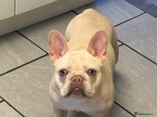 French Bulldog dogs French bulldog - Advert 2