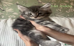 Maine Coon cats for sale: Beautiful blue smoke torbie Maine coon kittens  - Image 1