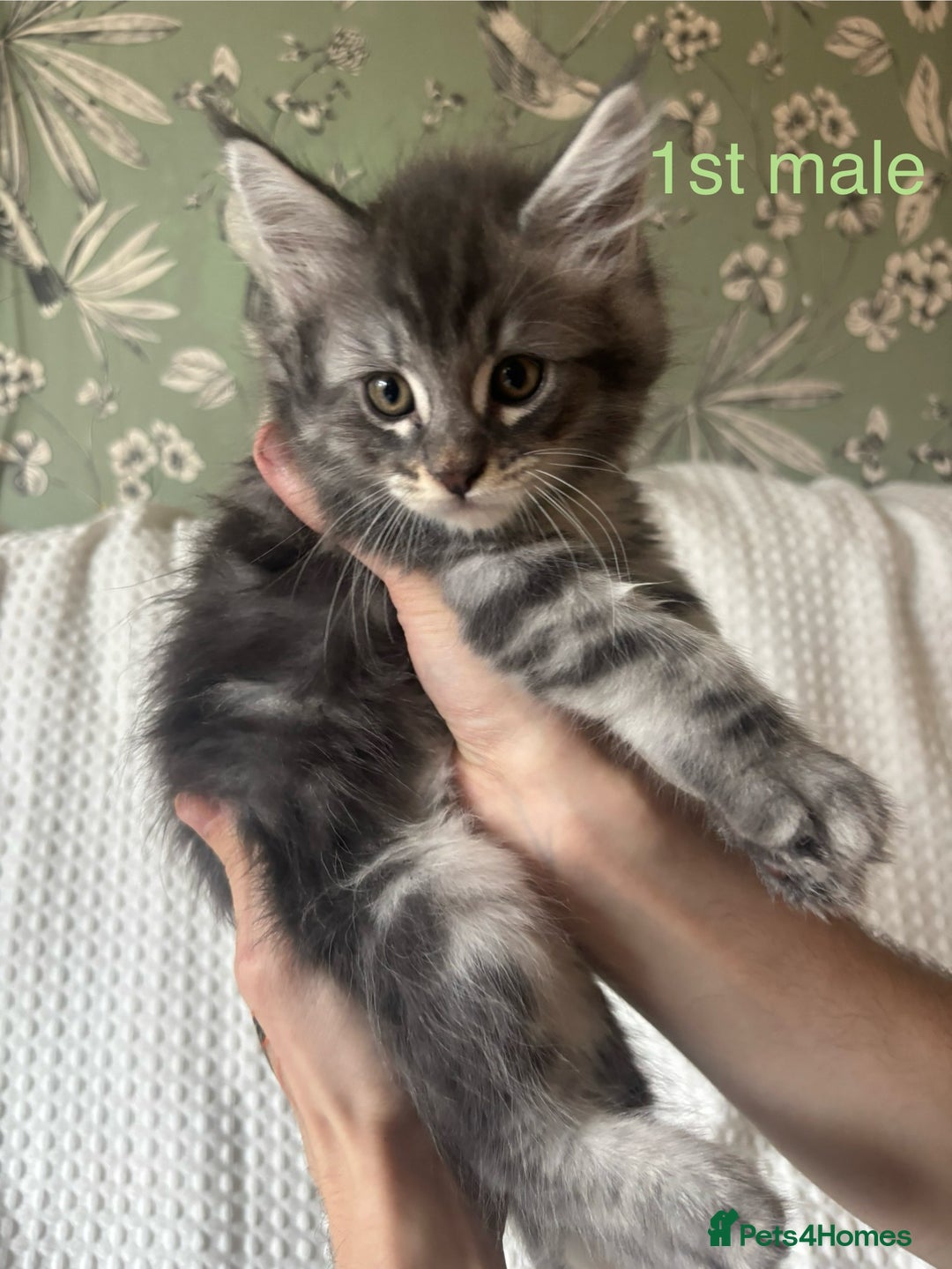 Maine Coon cats for sale: Beautiful blue smoke torbie Maine coon kittens  - Image 1