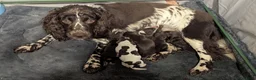 Sprocker dogs for sale: Beautiful Sprocker Puppies - Advert 17