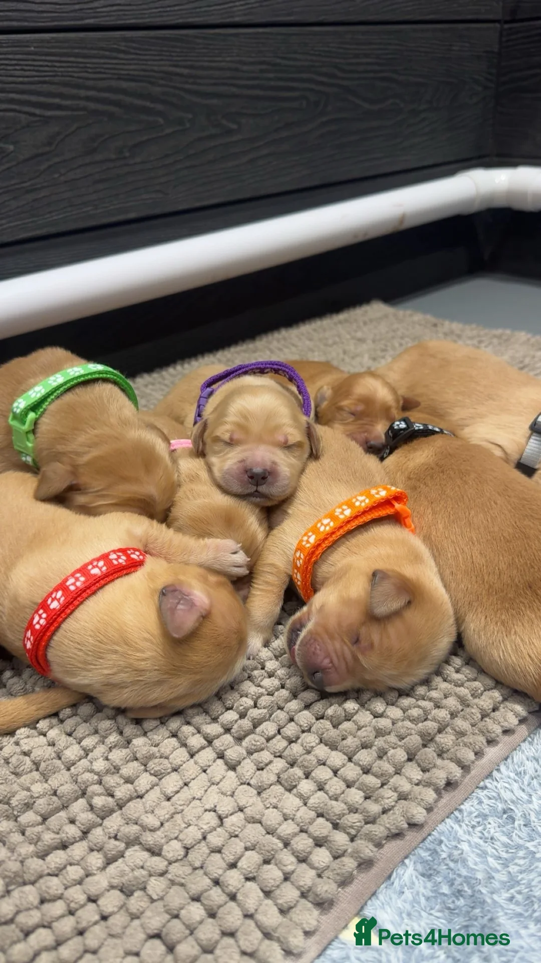 Golden Retriever dogs for sale: Stunning KC Golden Retrievers - Advert 11