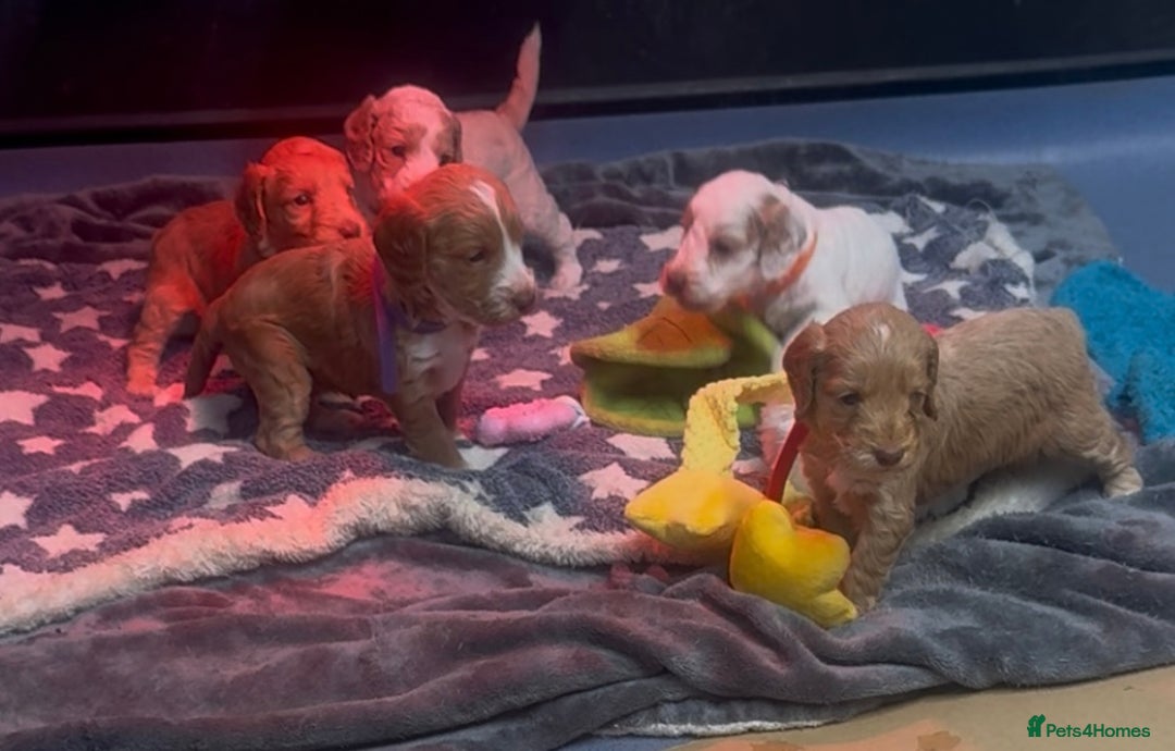 Cockapoo dogs for sale: Beautiful F1 Cockapoos ready to leave from 6th Dec - Advert 2