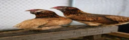 Chickens poultry for sale: Rumpless Araucana x5 - Advert 2