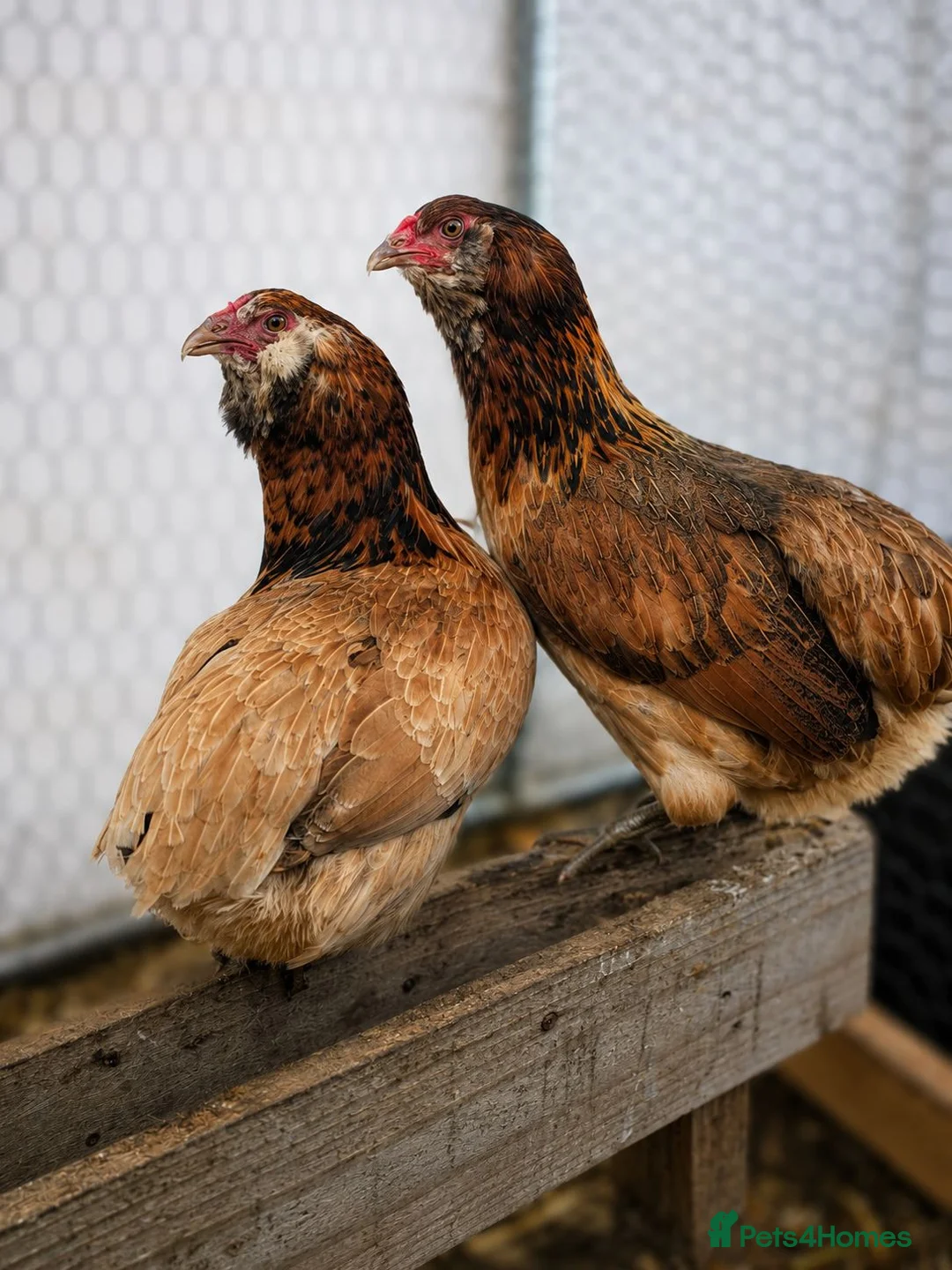 Chickens poultry for sale: Rumpless Araucana x5 - Advert 2