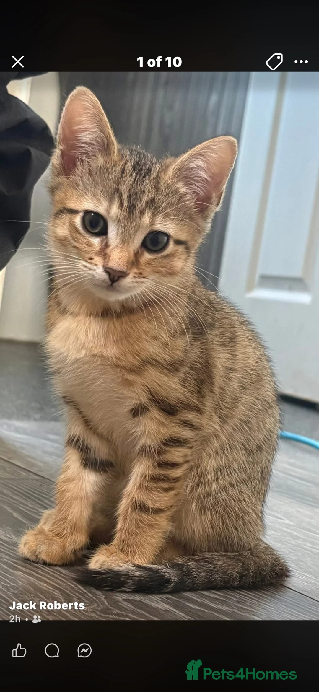 Ragdoll cats for sale: Ragdoll x bengal and maincoon x bengal  - Advert 2