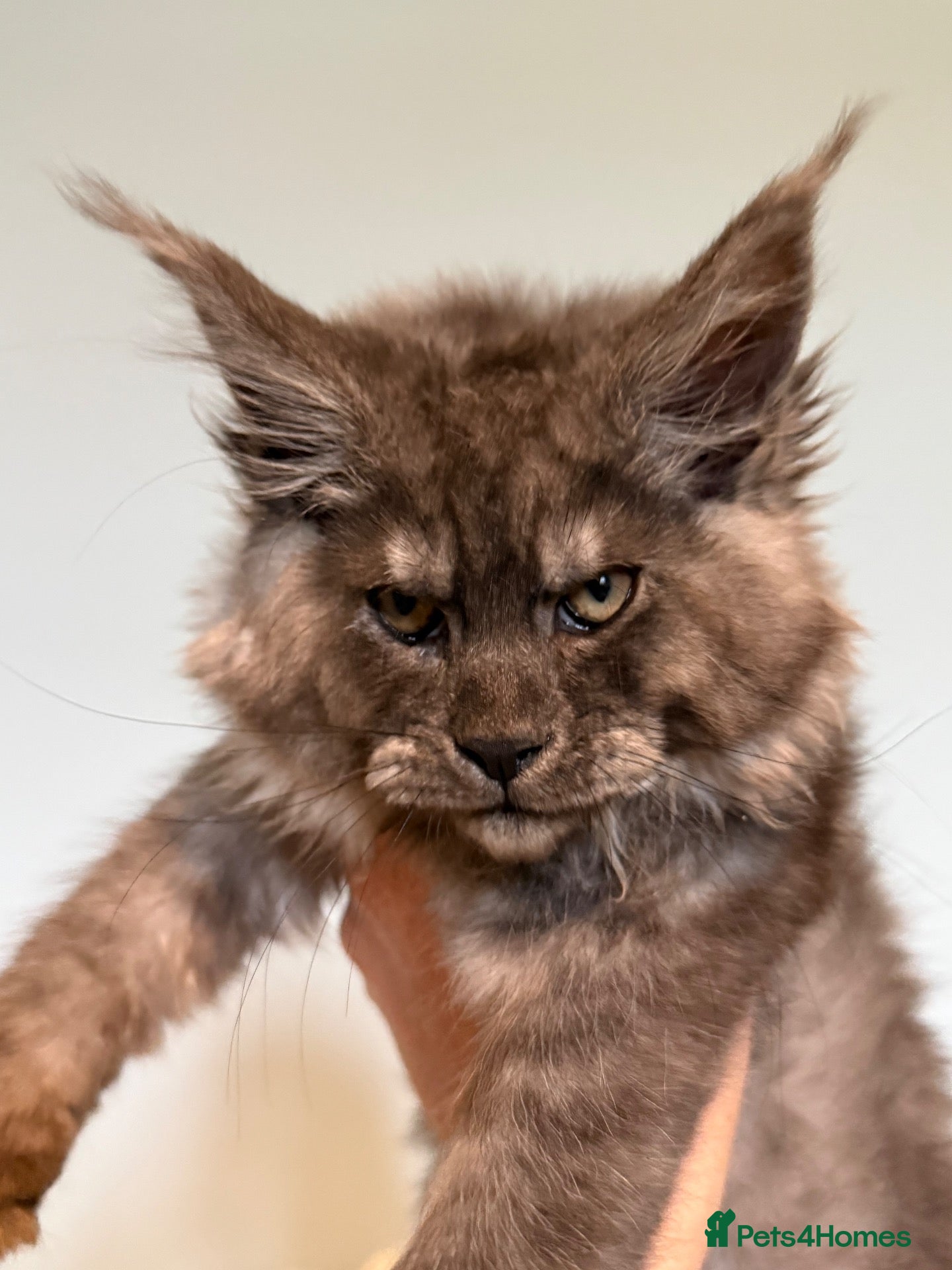 Maine Coon cats 9 STUNNING BLACK SMOKE MAINE COON CUBS  - Advert 1