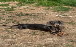 Miniature Dachshund dogs for stud: Available for stud blue and tan mini dachshund - Image 28