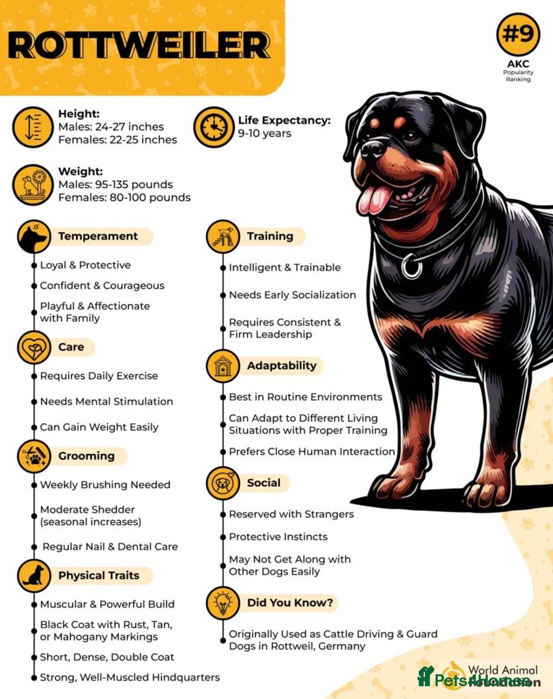 Rottweiler dogs for sale: ROTTWEILER PUPPIES. KC REG. - Image 3