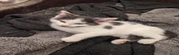 Mixed Breed cats for sale: Beautiful Fluffy kittens. Quarter Ragdoll  - Advert 13
