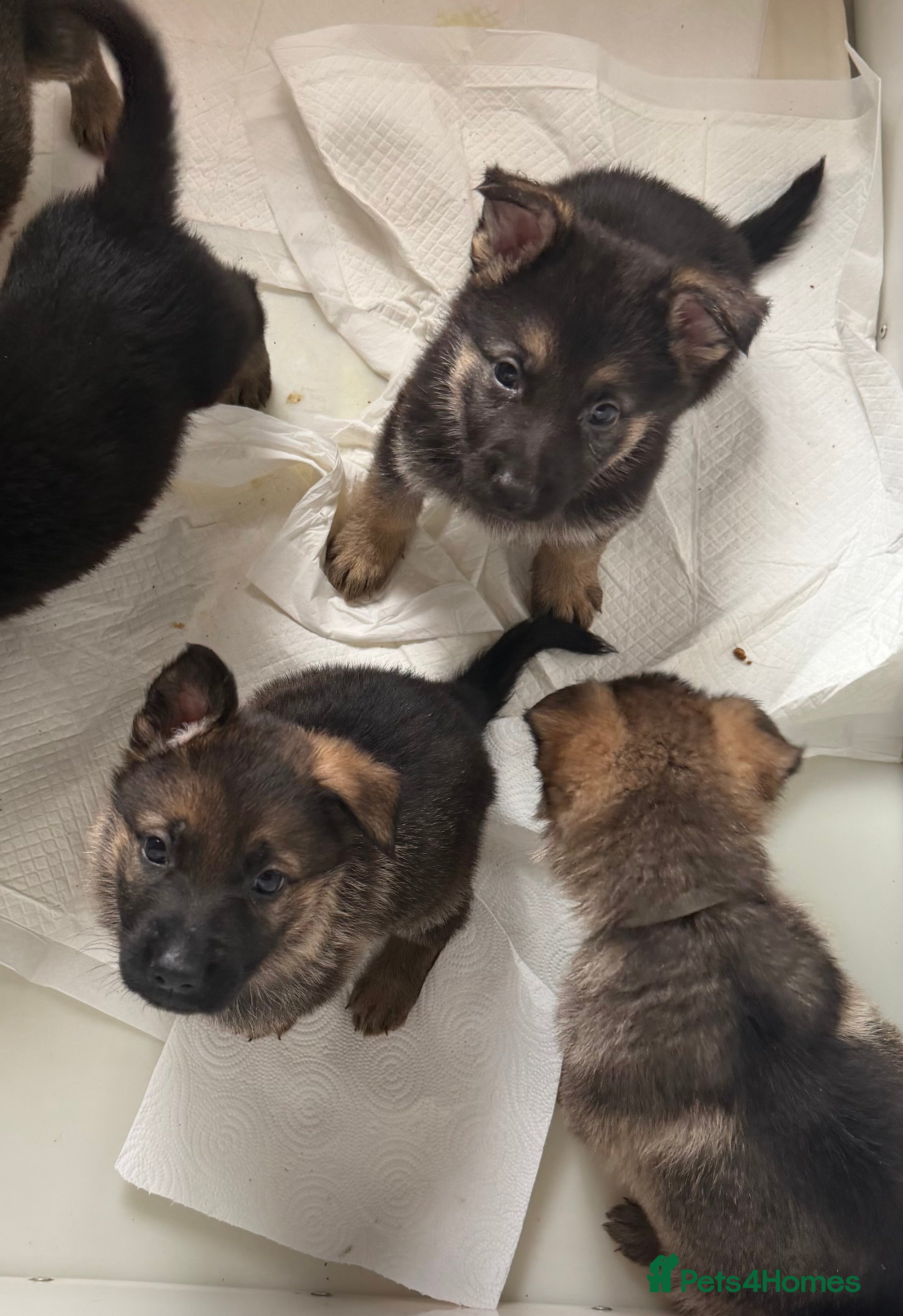 German Shepherd dogs 🐾 Beautiful KC German shepherd puppies 🐾 - Advert 5