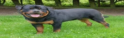 Rottweiler dogs for stud: Kc Registered, proven, health tested stud in Wisbech - Advert 4