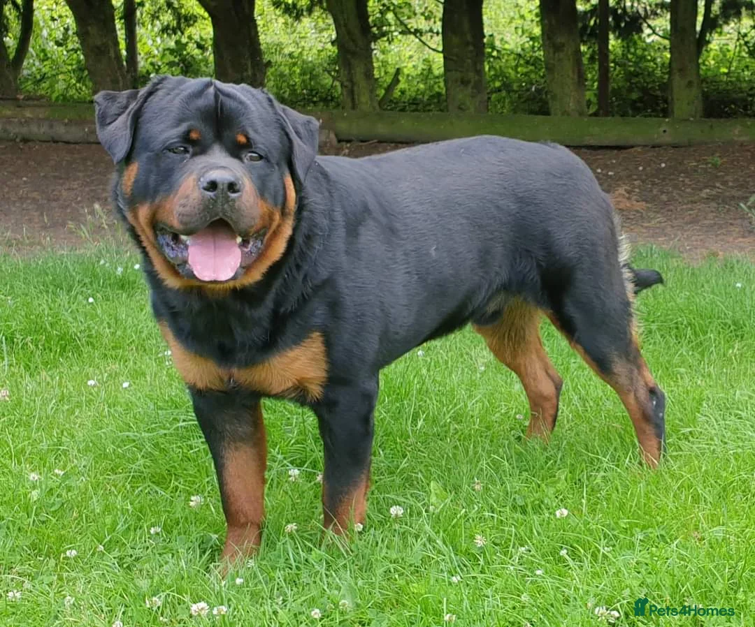 Rottweiler dogs for stud: Kc Registered, proven, health tested stud in Wisbech - Advert 4