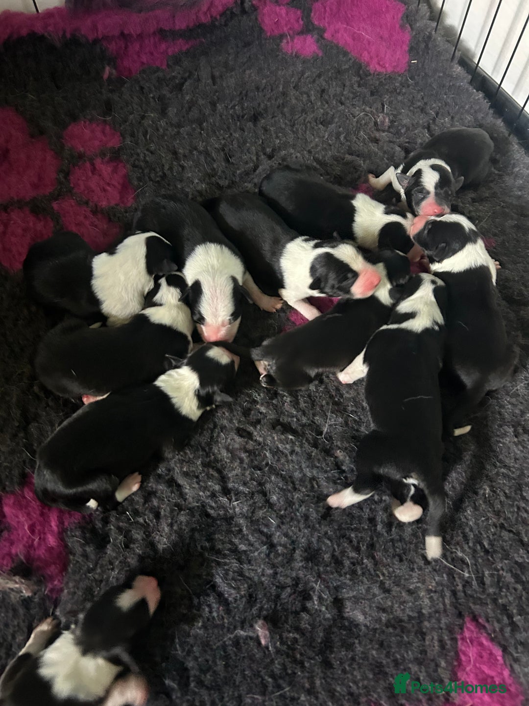 Mixed Breed dogs for sale: Border collie cross/bearded collie puppies  - Image 4