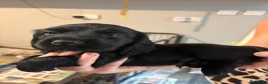 Cocker Spaniel 1