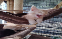 Maine Coon cats for sale: Home raised stunning Mainecoon boys. - Image 28