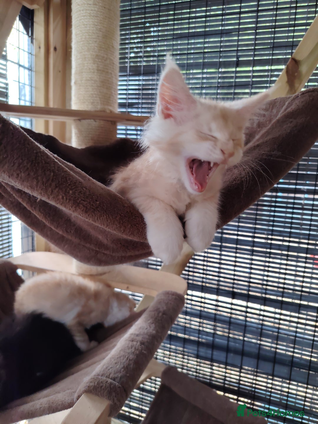 Maine Coon cats for sale: Home raised stunning Mainecoon boys. - Image 28