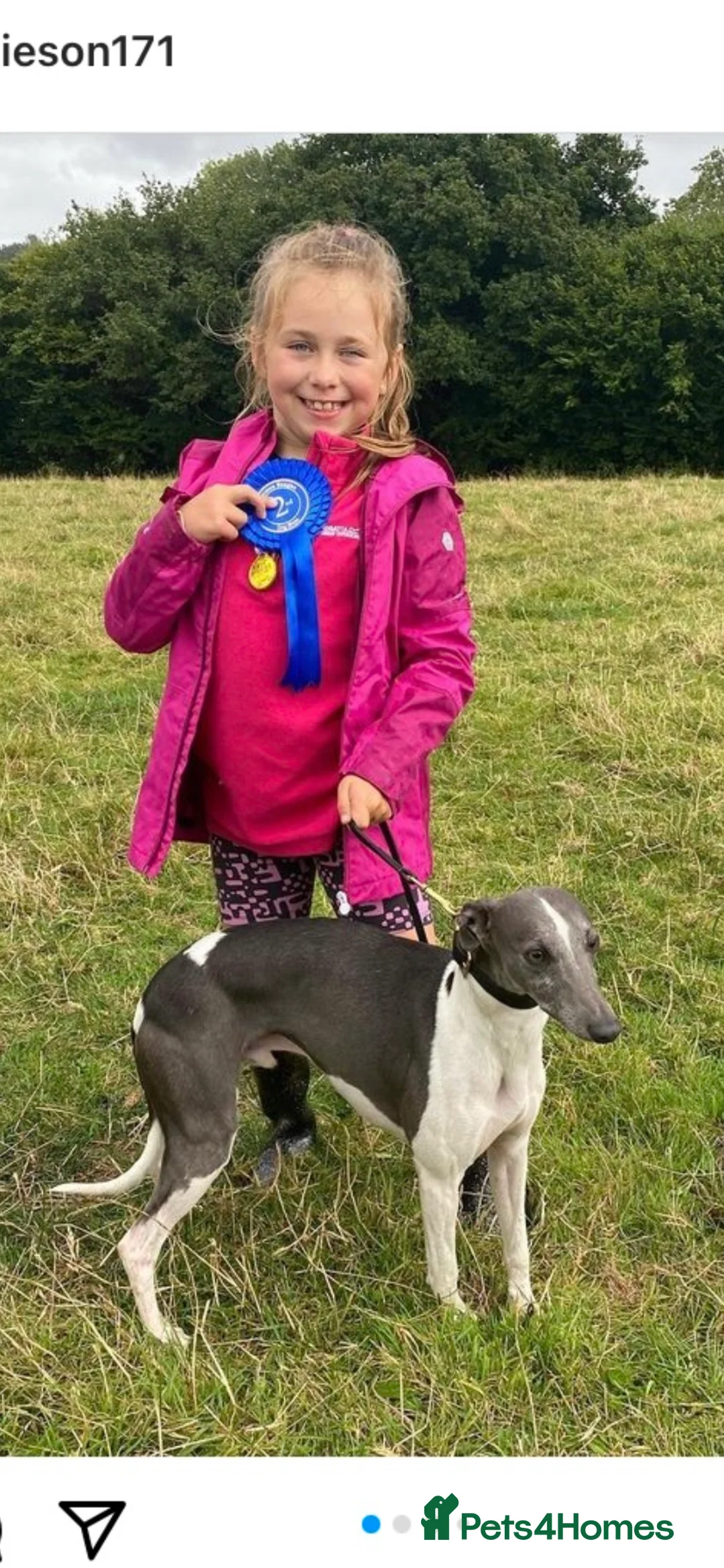 Whippet dogs for stud: Top Kc working x show whippet at stud  in Swansea - Advert 5