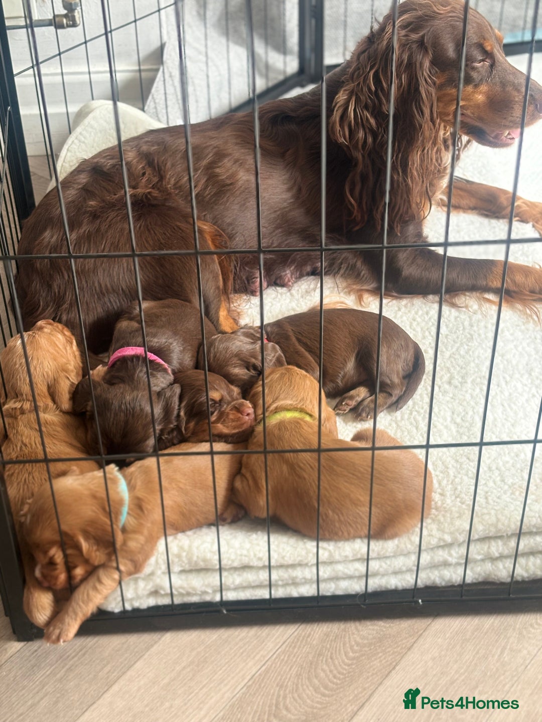 Cocker Spaniel dogs for sale: Cocker spaniel (working cocker spaniel)   - Image 2
