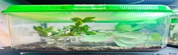 Stick Insects invertebrates for sale: Sungaya & Indian Stick Insects & Full Setup - Advert 7