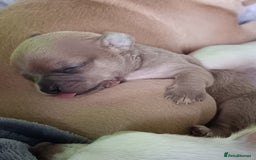 Chihuahua dogs for sale: Chihuahua boy 💙 - Advert 7