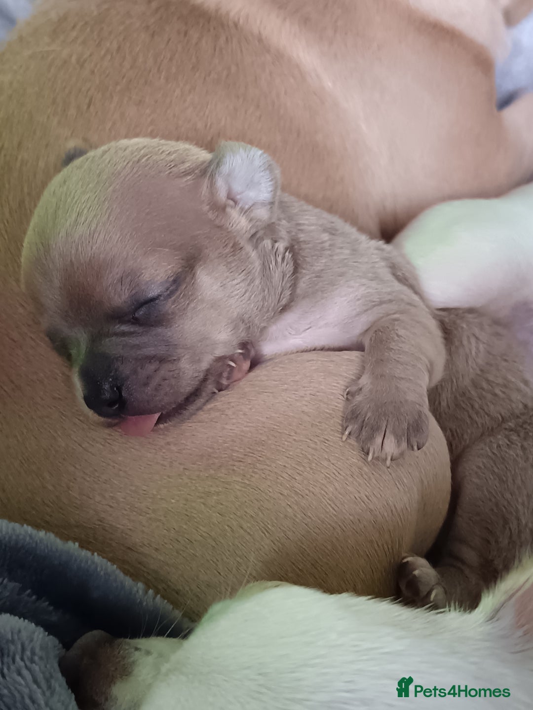 Chihuahua dogs for sale: Chihuahua boy 💙 - Advert 7