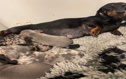 Miniature Dachshund dogs for sale: 5⭐️ Licensed breeder. Kc reg Pra clear - Image 11