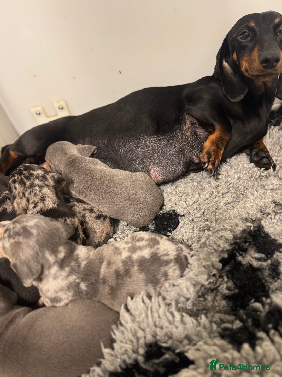 Miniature Dachshund dogs for sale: 5⭐️ Licensed breeder. Kc reg Pra clear - Image 11