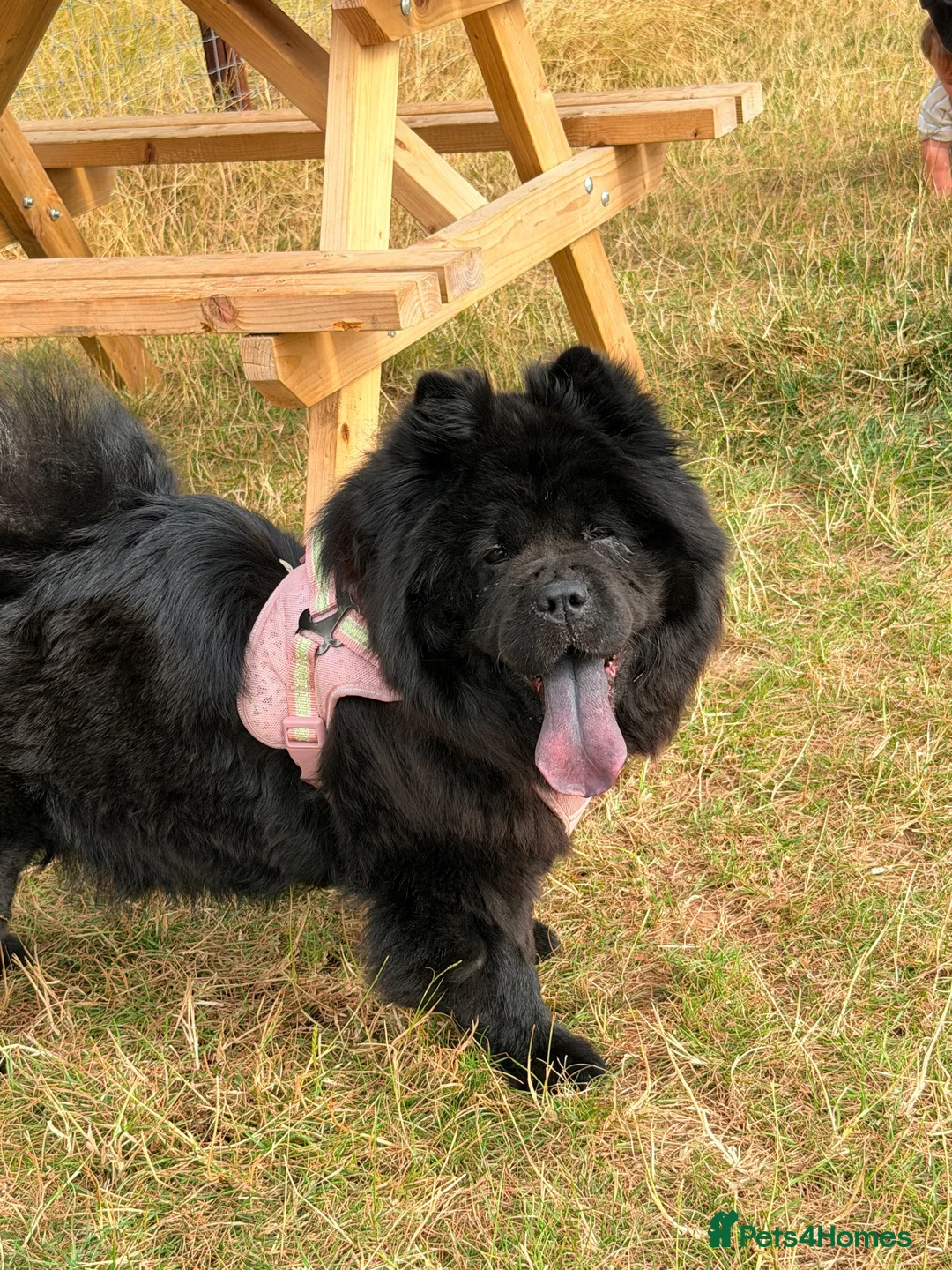 Chow Chow dogs for sale: female chow chow  - Advert 2