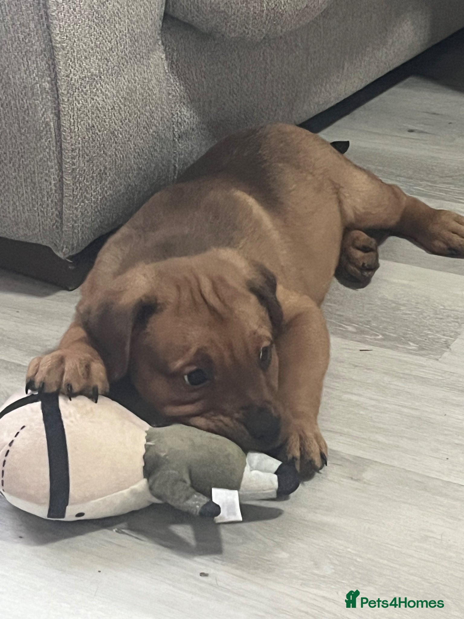 Mixed Breed dogs Rottweiler x American bull staffie - Advert 12