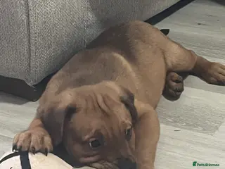 Mixed Breed dogs Rottweiler x American bull staffie - Advert 12